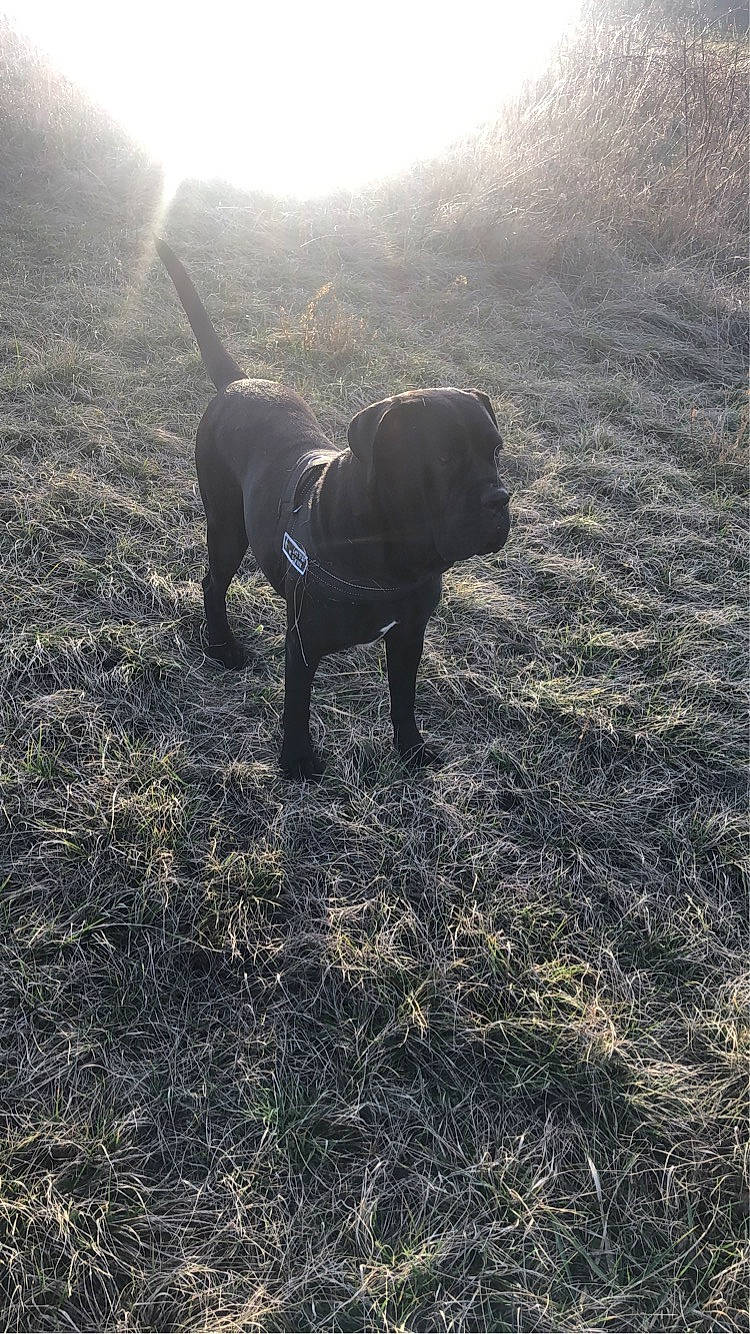 Rubis a rejoint le concours — aidez-le/la à gagner de superbes lots ! carnivore, cloud, collar, companion_dog, dog, dog_breed, fawn, grass, landscape, leash, plant, retriever, sky, snout, soil, sunlight, tail, tints_and_shades, tree, working_animal