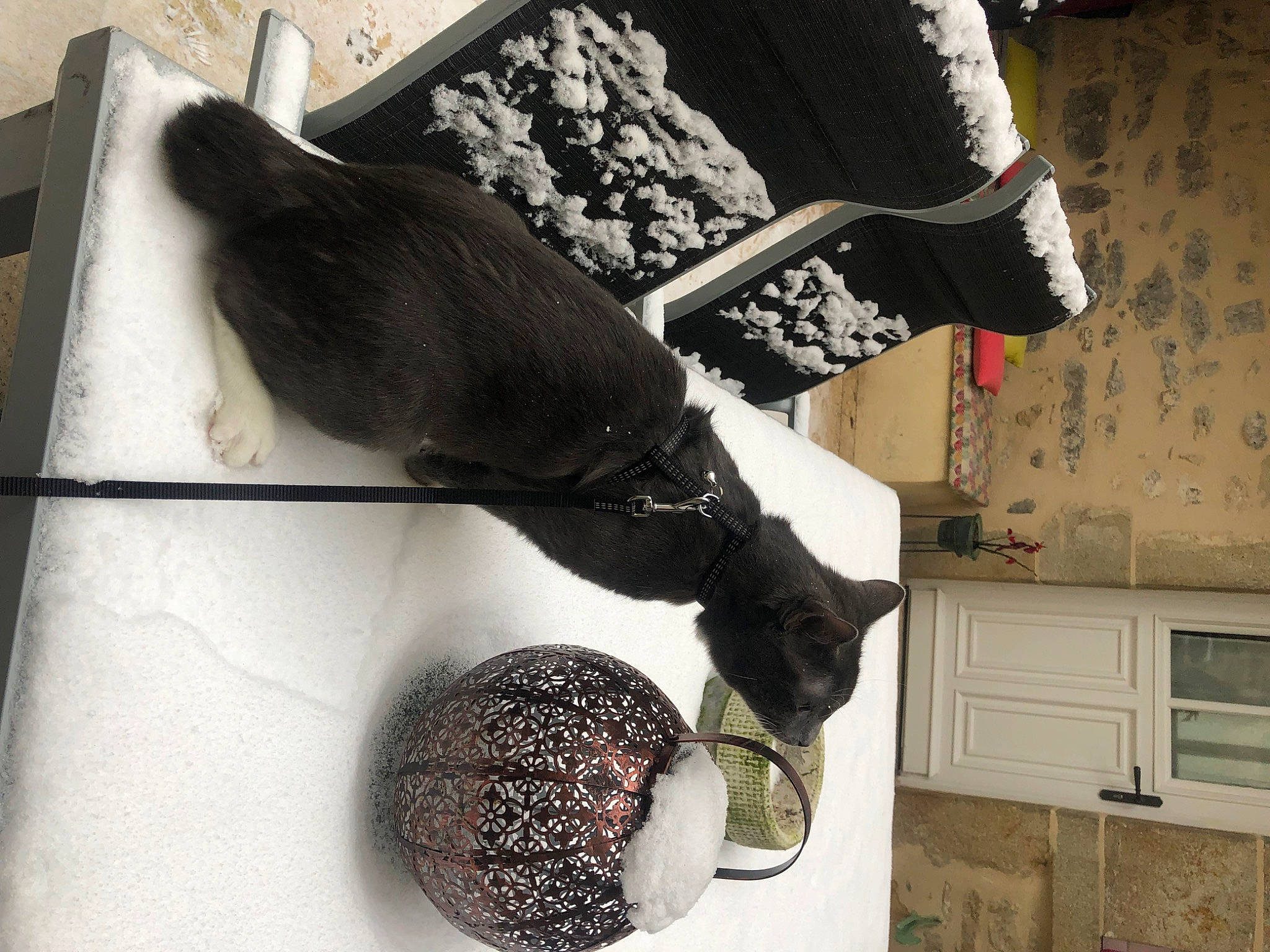 Shaiko a rejoint le concours — aidez-le/la à gagner de superbes lots ! cabinetry, cupboard, drawer, eyewear, fashion_accessory, fashion_design, feather, fruit, fur, glove, human_leg, natural_material, pattern, room, sleeve, thigh, vegetable, visual_arts, waist, wrist