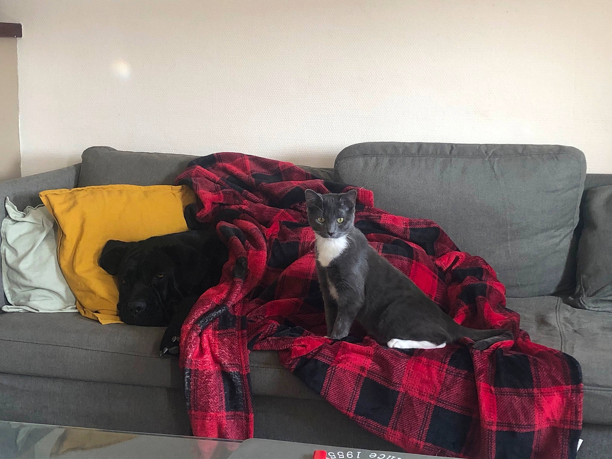 Shaiko participe au concours pour gagner de l'argent avec cette photo : carnivore, cat, comfort, companion_dog, couch, felidae, flooring, furniture, grey, interior_design, linens, living_room, pattern, plaid, rectangle, red, room, studio_couch, tartan, textile