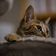 Plume a rejoint le concours — aidez-le/la à gagner de superbes lots ! cat, tabby, close_up, paw, whiskers, soft_texture, indoor, blurred_background, animal, pet, feline, cozy, curious, resting, focus, ears, fur, portrait, quiet, home