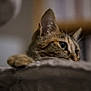 cat, tabby, close_up, paw, whiskers, soft_texture, indoor, blurred_background, animal, pet, feline, cozy, curious, resting, focus, ears, fur, portrait, quiet, home