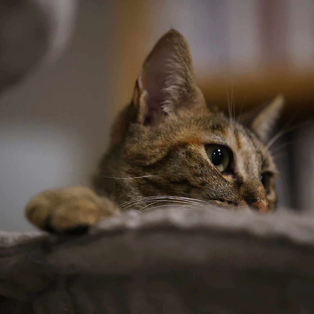 Plume a rejoint le concours — aidez-le/la à gagner de superbes lots ! animal, blurred_background, cat, close_up, cozy, curious, ears, feline, focus, fur, home, indoor, paw, pet, portrait, quiet, resting, soft_texture, tabby, whiskers