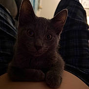 Onyx joined the competition — help win amazing prizes! animal, cat, closeup, cozy, curious, cute, feline, gray_cat, home, indoor, kitten, legs, paw, person, pet, plaid_pants, relaxed, resting, soft_light, young_cat