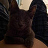 animal, cat, closeup, cozy, curious, cute, feline, gray_cat, home, indoor, kitten, legs, paw, person, pet, plaid_pants, relaxed, resting, soft_light, young_cat