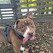 Bigy participe au concours pour gagner de l'argent avec cette photo : dog, pit_bull, brown_dog, white_markings, happy, smiling, panting, tongue, harness, toy, chew_toy, backyard, outdoor, wooden_fence, trees, leaves, dirt, portrait, pet, sunlight