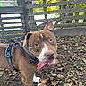 dog, pit_bull, brown_dog, white_markings, happy, smiling, panting, tongue, harness, toy, chew_toy, backyard, outdoor, wooden_fence, trees, leaves, dirt, portrait, pet, sunlight