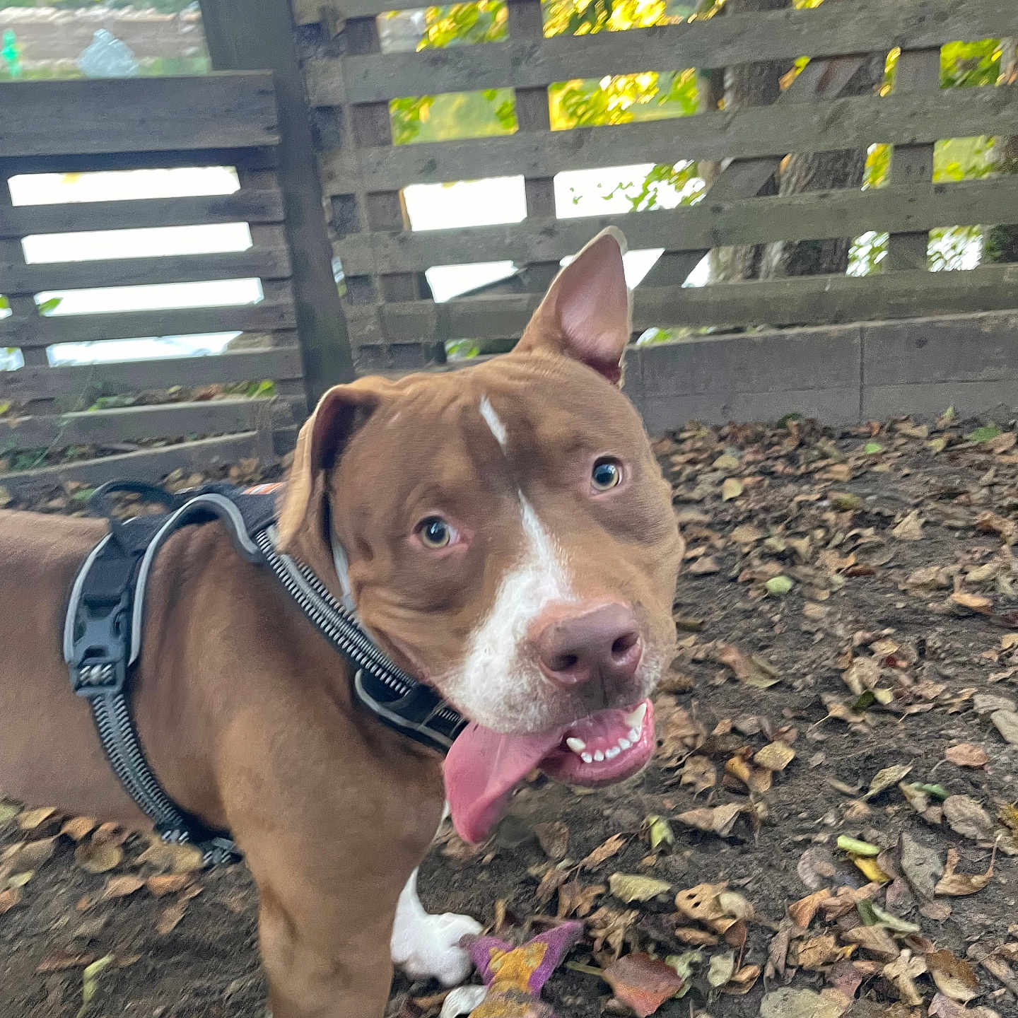 Bigy participe au concours pour gagner de l'argent avec cette photo : dog, pit_bull, brown_dog, white_markings, happy, smiling, panting, tongue, harness, toy, chew_toy, backyard, outdoor, wooden_fence, trees, leaves, dirt, portrait, pet, sunlight