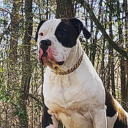 Roscoe joined the competition — help win amazing prizes! dog, outdoor, forest, tree, nature, animal, pet, canine, collar, gold_chain, white, black, sitting, alert, sunlight, daylight, fur, portrait, mammal, background