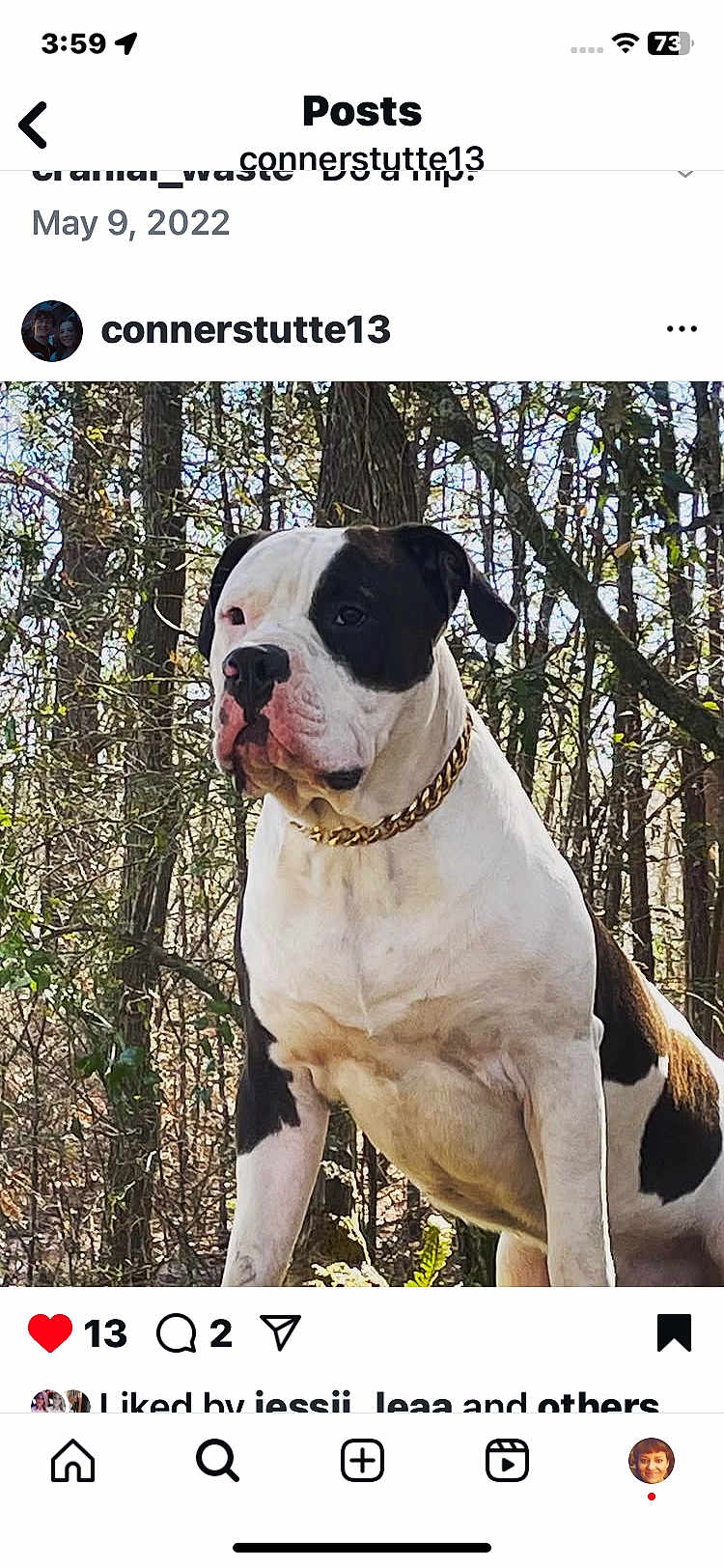 Roscoe joined the competition — help win amazing prizes! dog, outdoor, forest, tree, nature, animal, pet, canine, collar, gold_chain, white, black, sitting, alert, sunlight, daylight, fur, portrait, mammal, background