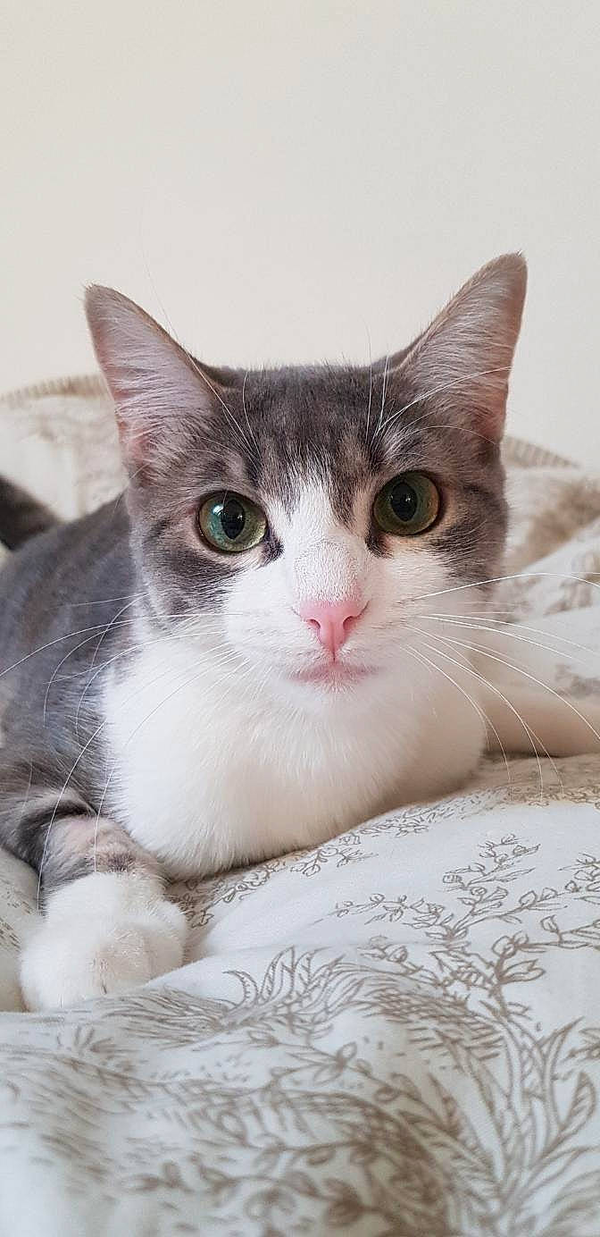 Ocarina a rejoint le concours — aidez-le/la à gagner de superbes lots ! aegean_cat, american_shorthair, american_wirehair, asian, australian_mist, burmilla, carnivore, cat, domestic_short_haired_cat, european_shorthair, felidae, kitten, mammal, polydactyl_cat, singapura, small_to_medium_sized_cats, snout, tabby_cat, vertebrate, whiskers