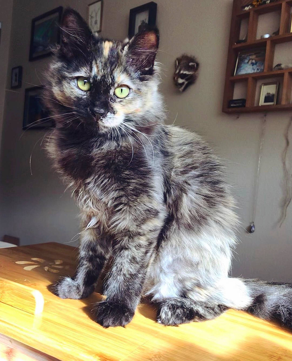 Pretzel joined the competition — help win amazing prizes! carnivore, cat, claw, comfort, computer_keyboard, domestic_short_haired_cat, drawer, felidae, fur, hardwood, maine_coon, paw, picture_frame, sitting, small_to_medium_sized_cats, snout, table, tail, whiskers, wood