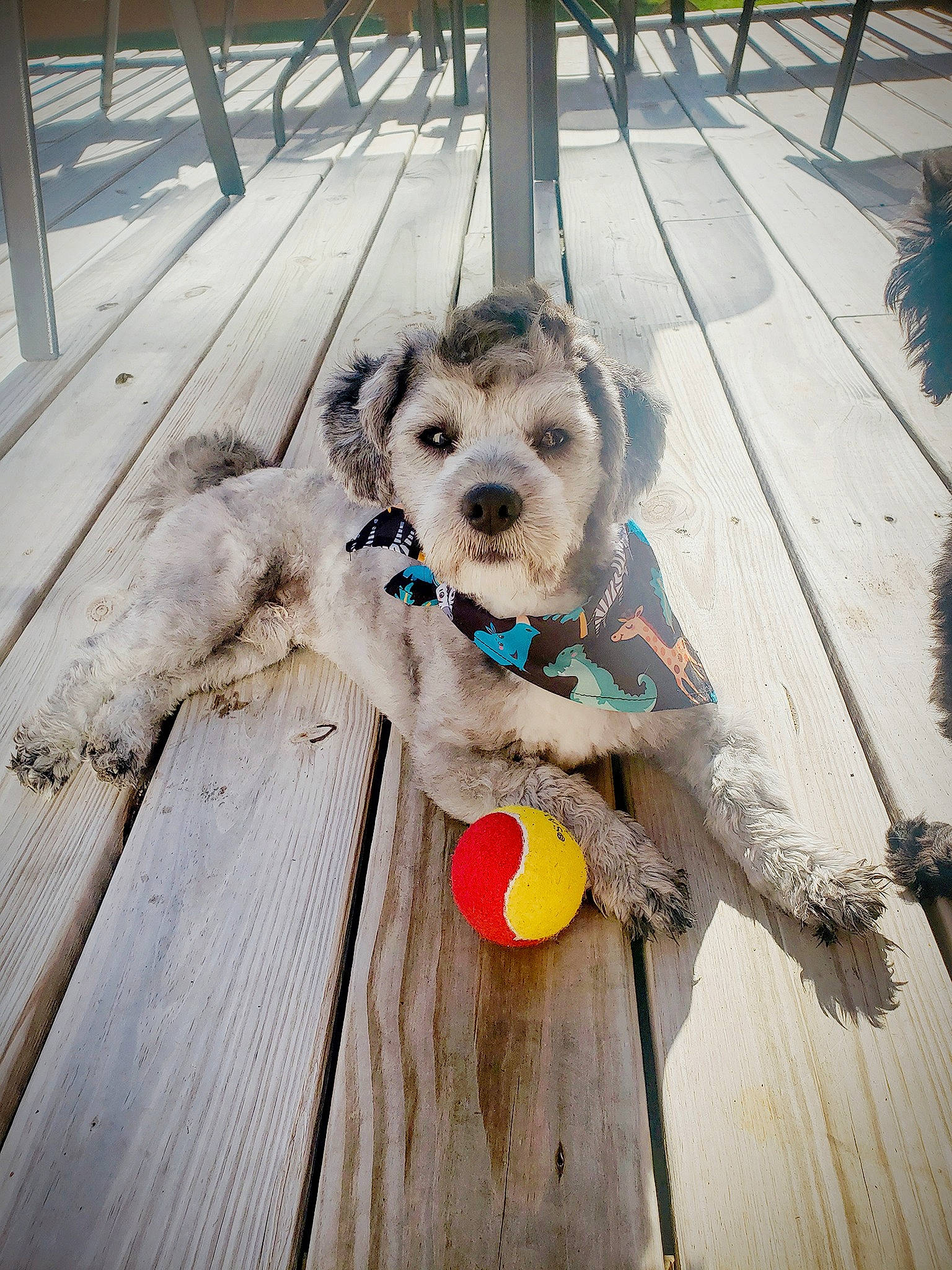 Goku is registered to the contest to win money with this photo: canidae, carnivore, companion_dog, dog, dog_breed, dog_toy, irish_soft_coated_wheaten_terrier, leash, mammal, miniature_schnauzer, morkie, puppy, schnauzer, schnoodle, sporting_group, sporting_lucas_terrier, standard_schnauzer, tennis_ball, terrier, tibetan_terrier