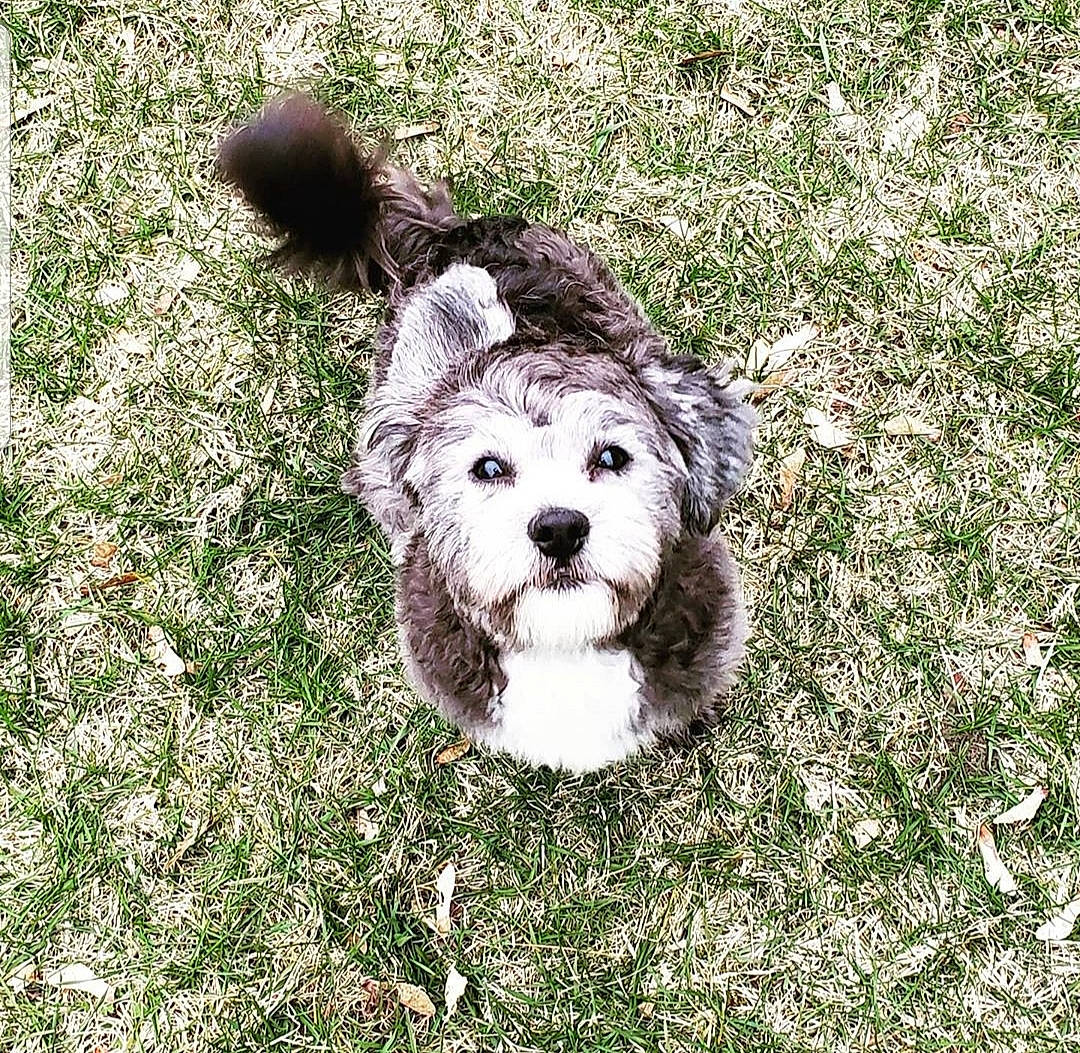 Goku is registered to the contest to win money with this photo: canidae, carnivore, cockapoo, companion_dog, dog, dog_breed, glen_of_imaal_terrier, grass, havanese, mammal, morkie, petit_basset_griffon_vendeen, puppy, rare_breed_dog, schnoodle, sporting_lucas_terrier, terrier, tibetan_terrier, toy_dog, vertebrate