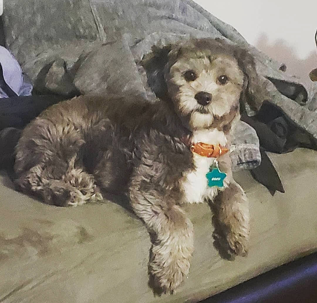 Goku is registered to the contest to win money with this photo: bolonka, canidae, carnivore, cavapoo, cockapoo, companion_dog, dog, dog_breed, havanese, maltepoo, mammal, morkie, poodle_crossbreed, puppy, puppy_love, schnoodle, shih_poo, snout, sporting_group, toy_poodle