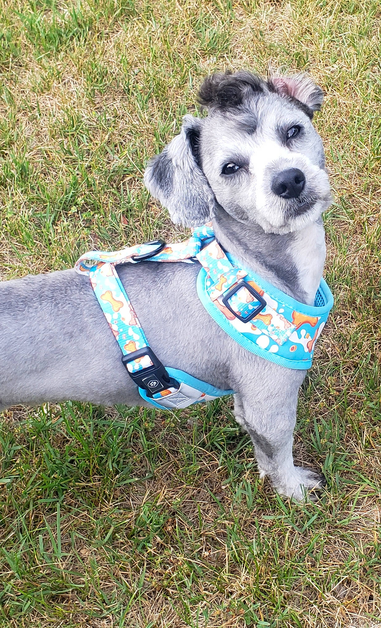 Goku is registered to the contest to win money with this photo: canidae, carnivore, companion_dog, dog, dog_breed, dog_clothes, grass, leash, puppy, rare_breed_dog, snout, sporting_group