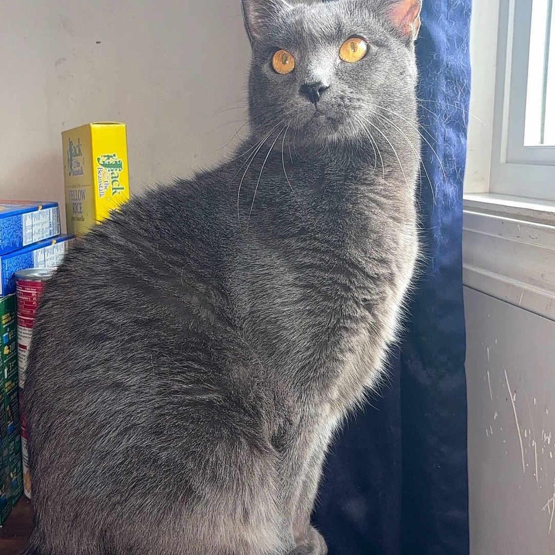 Angel