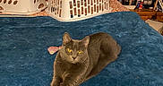 Angel joined the competition — help win amazing prizes! cat, gray_cat, pet, animal, feline, yellow_eyes, lounging, crossed_legs, blue_blanket, bed, bedroom, pet_carrier, indoor, home, furniture, wooden_headboard, bedding, portrait, relaxed, playful