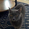 cat, gray_cat, feline, pet, animal, golden_eyes, short_hair, whiskers, ears, standing, walking, indoors, living_room, rug, patterned_rug, coffee_table, wooden_table, floor, portrait, closeup