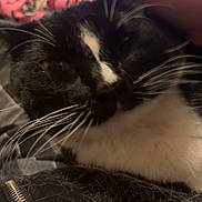 Tobi is registered to the contest to win money with this photo: cat, black_and_white, sleeping, relaxed, whiskers, close_up, pet, furry, tuxedo_cat, indoor, bedroom, cozy, hand, petting, blanket, pink_blanket, clothing, zipper, cat_hair, portrait