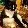 Tobi joined the competition — help win amazing prizes! cat, tuxedo_cat, black_and_white, feline, pet, animal, whiskers, ears, eyes, white_chest, white_paws, sitting, lounging, blanket, plaid, indoors, bedroom, door, furniture, portrait