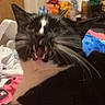 Tobi is registered to the contest to win money with this photo: cat, black_and_white, yawning, open_mouth, teeth, whiskers, ears, feline, pet, close_up, portrait, indoors, household, person, arm, clothing, colorful_background, sitting, funny, dramatic