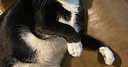 Tobi joined the competition — help win amazing prizes! cat, tuxedo_cat, black_and_white, pet, feline, animal, whiskers, green_eyes, paws, white_chest, short_hair, sitting, lounging, leather_chair, indoor, home, furniture, portrait, close_up, relaxed