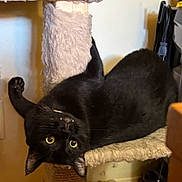 Easy is registered to the contest to win money with this photo: animal, black_cat, cat_tree, curious, cute, ears, feline, fur, furniture, home, indoor, mammal, paw, pet, playful, relaxed, scratching_post, upside_down, whiskers, yellow_eyes