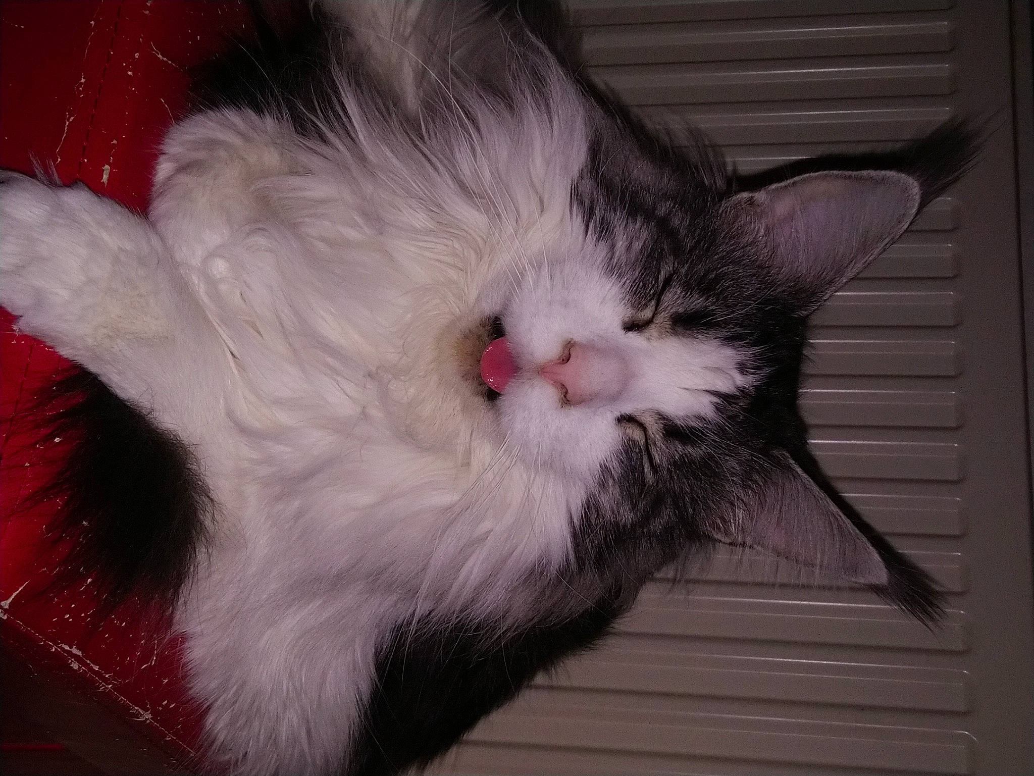 Oslo a rejoint le concours — aidez-le/la à gagner de superbes lots ! carnivore, cat, claw, comfort, domestic_short_haired_cat, ear, felidae, foot, fur, nap, paw, small_to_medium_sized_cats, snout, tail, whiskers, wood