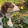 Fox a rejoint le concours — aidez-le/la à gagner de superbes lots ! puppy, dog, flower, yellow_flower, greenery, plants, nature, outdoor, grass, sniffing, cute, young_dog, animal, pet, closeup, sunlight, peaceful, relaxed, brown_and_white, garden