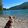 Fox participe au concours pour gagner de l'argent avec cette photo : dog, puppy, red_harness, lake, water, rocks, shore, mountains, trees, nature, outdoor, sky, blue_sky, sunny, pet, animal, landscape, scenic, calm, daytime