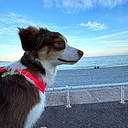 Fox a rejoint le concours — aidez-le/la à gagner de superbes lots ! dog, beach, sea, sky, harness, outdoor, calm, nature, pet, animal, side_view, water, clouds, daytime, fence, landscape, pavement, relaxation, scenic, canine