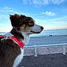 dog, beach, sea, sky, harness, outdoor, calm, nature, pet, animal, side_view, water, clouds, daytime, fence, landscape, pavement, relaxation, scenic, canine
