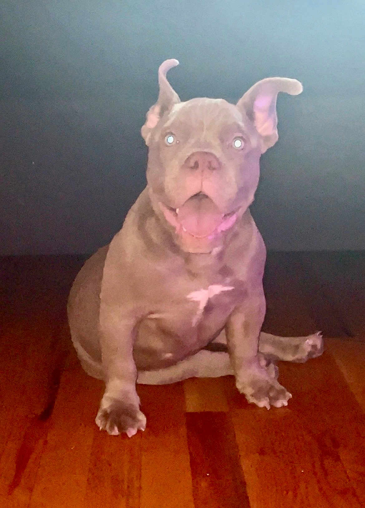 Blanco is registered to the contest to win money with this photo: puppy, dog, pet, sitting, ears, wooden_floor, indoor, brown, animal, cute, young_dog, portrait, looking_at_camera, flash, reflection, floor, young_pet, domestic_animal, canine, ears_up