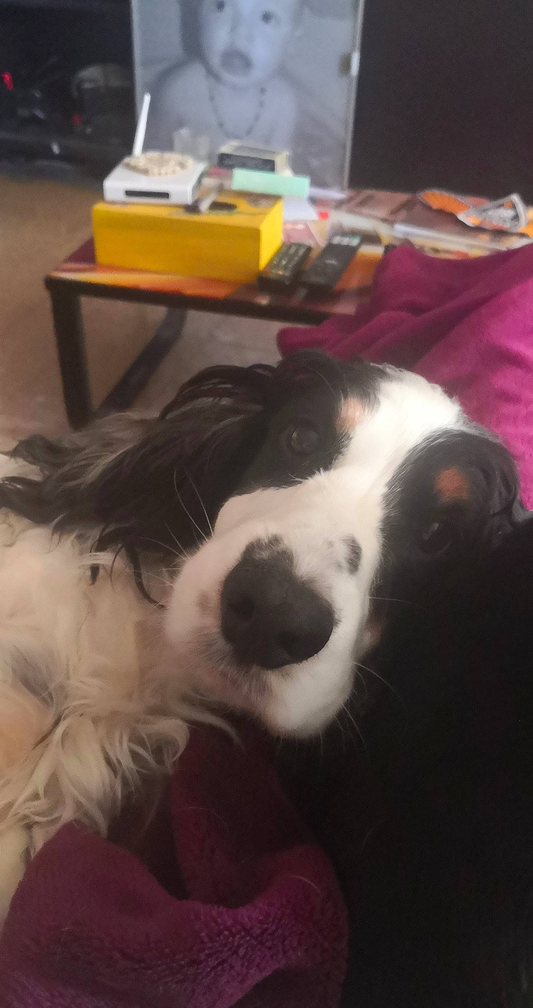 Loustique a rejoint le concours — aidez-le/la à gagner de superbes lots ! carnivore, chair, cloud, comfort, companion_dog, dog, dog_breed, ear, fur, furniture, happy, herding_dog, nap, sky, snout, spaniel, sporting_group, table, whiskers, working_animal