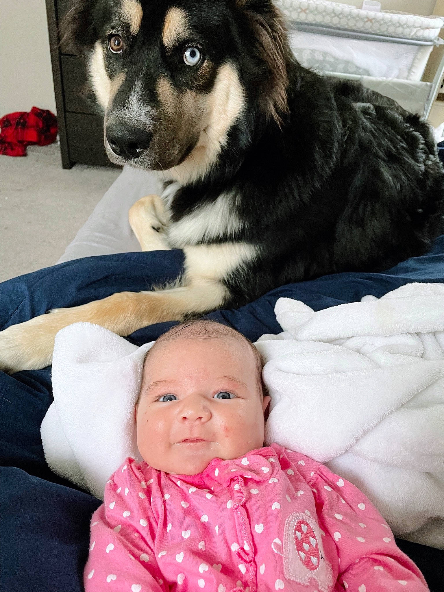 Kamilla is registered to the contest to win money with this photo: baby, baby_toddler_clothing, carnivore, child, comfort, companion_dog, dog, dog_breed, dog_supply, fur, happy, paw, person, sitting, snout, sporting_group, toddler, whiskers, white, working_animal