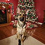 dog, german_shepherd, sock, carpet, christmas_tree, christmas_decorations, ornaments, wrapped_gifts, fireplace, stockings, holiday, festive, indoor, wood_floor, pet, portrait, animal, cute, holiday_lighting, home