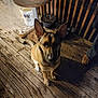 dog, animal, pet, wooden_deck, table, bucket, potted_plant, night, shadow, ears, floor, outdoor, wood, plant, sitting, brown, furniture, quiet, calm, companion