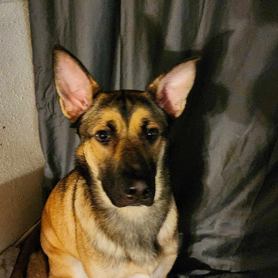 David is registered to the contest to win money with this photo: animal, bandage, black_fur, brown_fur, calm, canine, companion, curtain, dog, domestic, ears, floor, indoor, pet, portrait, quiet, shadow, sitting, tile_floor, wall