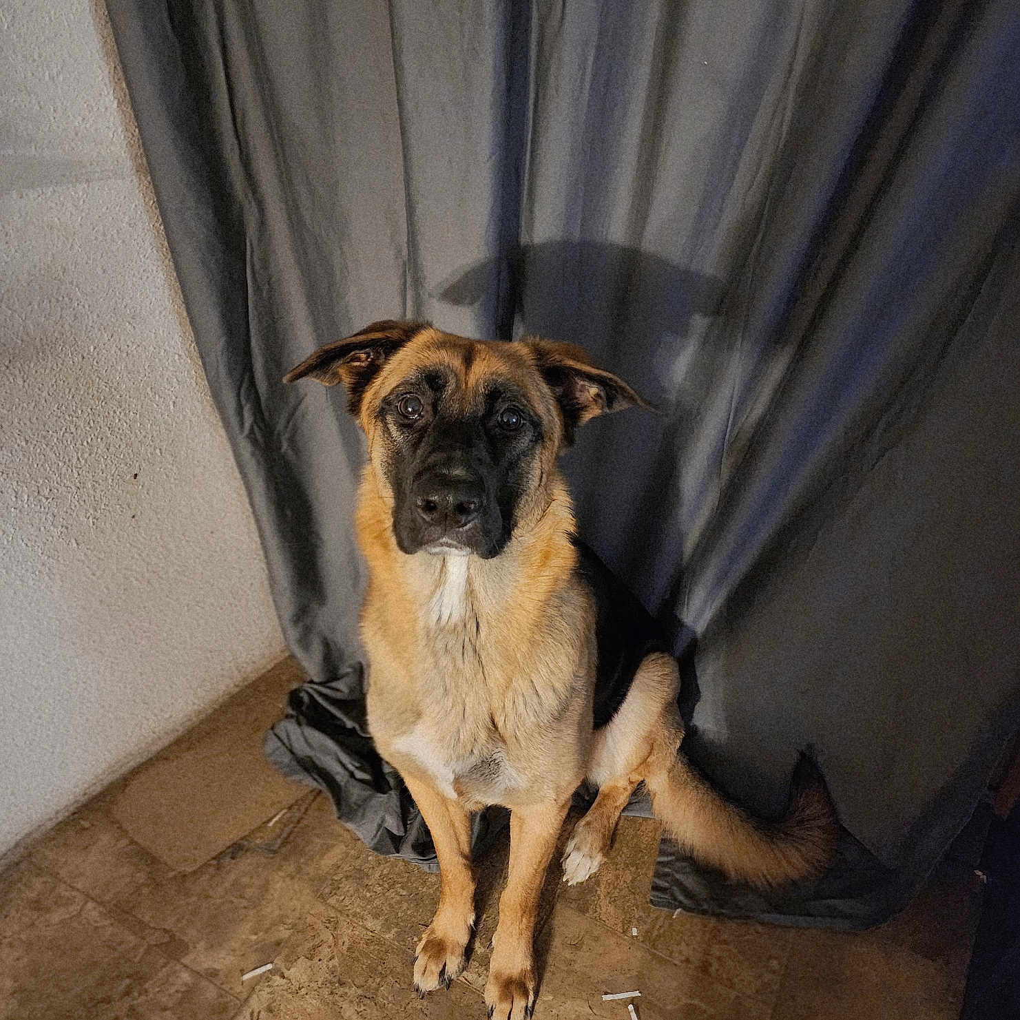 Stella is registered to the contest to win money with this photo: alert, animal, black, brown, canine, companion, curtain, cute, dog, domestic, ears, fur, indoors, looking, pet, portrait, shadow, sitting, tail, tile_floor