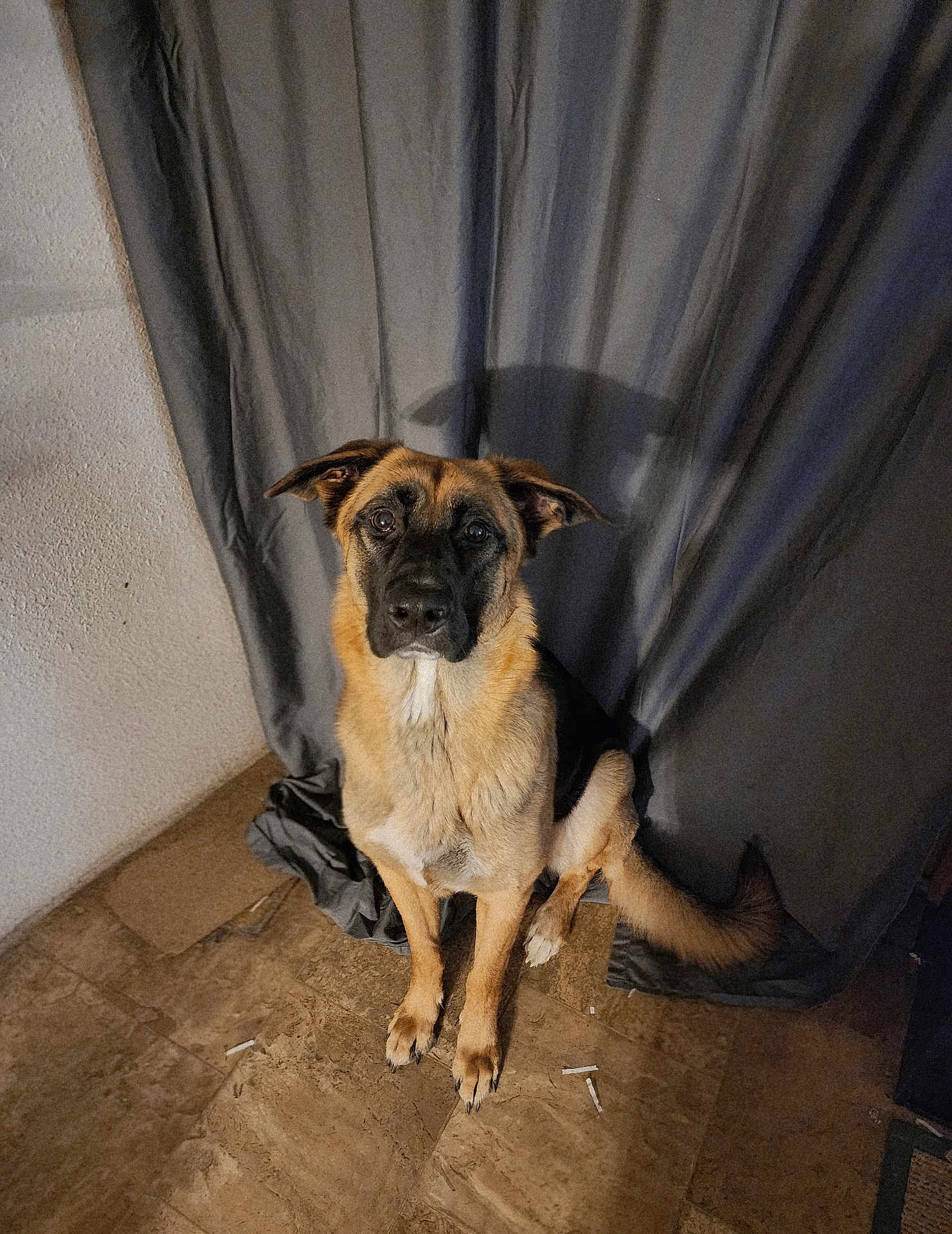 Stella is registered to the contest to win money with this photo: dog, pet, canine, sitting, indoors, tile_floor, curtain, shadow, brown, black, fur, ears, tail, animal, companion, cute, portrait, alert, looking, domestic