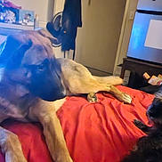 Stella joined the competition — help win amazing prizes! dog, bed, indoor, red_bedspread, furniture, door, fan, refrigerator, animal, resting, tan_dog, black_dog, pet, paw, lying_down, cozy, home, room, canine, domestic_animal