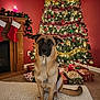 Stella joined the competition — help win amazing prizes! dog, german_shepherd, christmas_tree, presents, stockings, fireplace, candle, carpet, holiday, decorations, ornaments, tinsel, lights, red_wall, indoor, pet, festive, holiday_season, wrapped_gifts, cozy