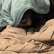 Luke is registered to the contest to win money with this photo: animal, bedding, beige, blanket, blue_blanket, brown, comfort, covered, cozy, dog, fur, indoor, nose, pet, relaxed, resting, sleeping, snuggled, soft_texture, warm