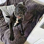 Buddy is registered to the contest to win money with this photo: dog, black_dog, pet, smiling, happy, couch, blanket, indoor, paw, collar, playful, furniture, home, canine, raised_paw, wooden_floor, door, white_wall, comfort, domestic