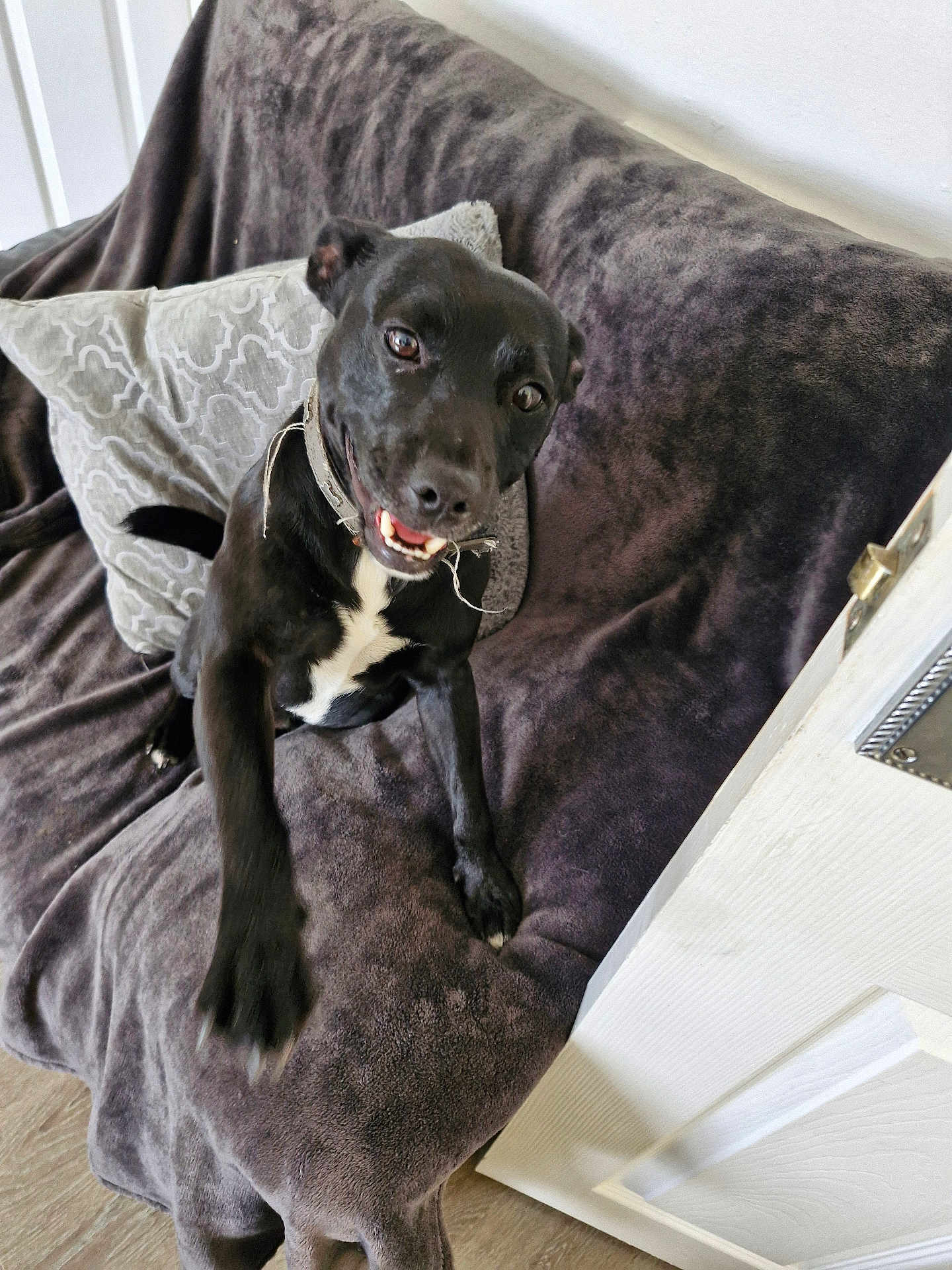 Buddy is registered to the contest to win money with this photo: dog, black_dog, pet, smiling, happy, couch, blanket, indoor, paw, collar, playful, furniture, home, canine, raised_paw, wooden_floor, door, white_wall, comfort, domestic