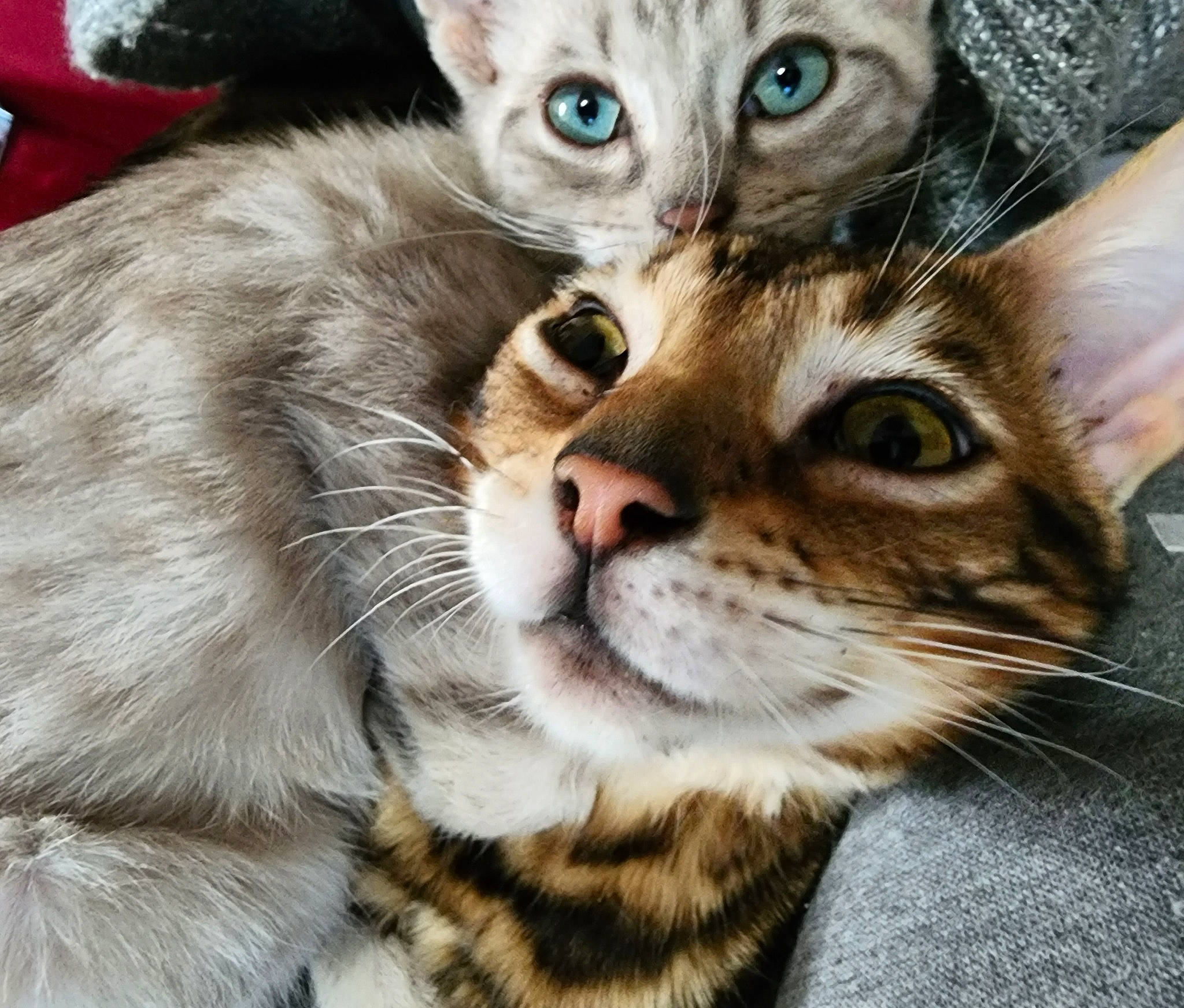 Echo joined the competition — help win amazing prizes! carnivore, cat, claw, close_up, domestic_short_haired_cat, fawn, felidae, fur, paw, photography, small_to_medium_sized_cats, snout, tail, terrestrial_animal, whiskers, wildlife