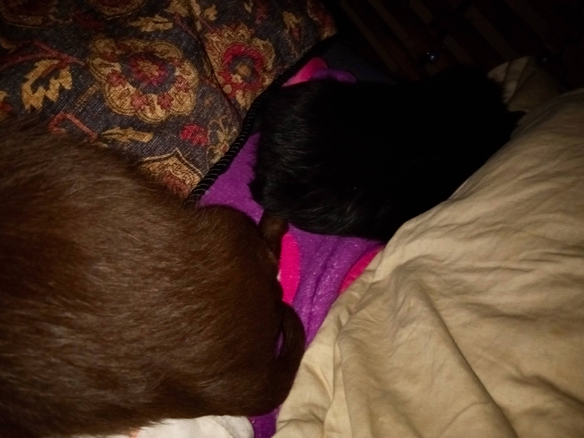 Precious Bonnie Thacker joined the competition — help win amazing prizes! canidae, carnivore, cloud, comfort, companion_dog, darkness, dog_breed, fawn, felidae, fur, linens, magenta, pattern, pink, purple, small_to_medium_sized_cats, sporting_group, tail, tints_and_shades, toddler