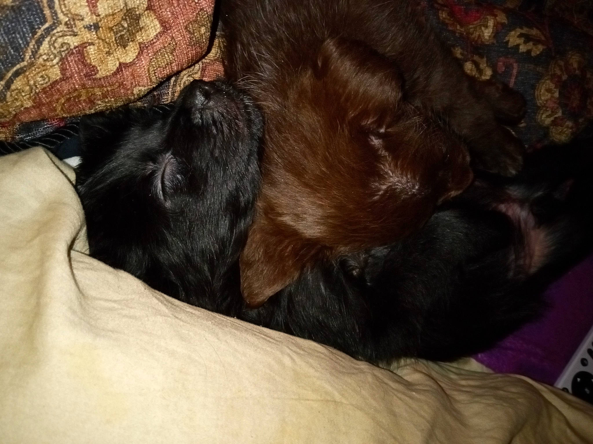 Clyde Leonard Thacker joined the competition — help win amazing prizes! canidae, carnivore, claw, comfort, companion_dog, corgi_chihuahua, dog, dog_breed, fawn, fur, liver, nap, paw, puppy, snout, sporting_group, tail, terrestrial_animal, whiskers, working_animal