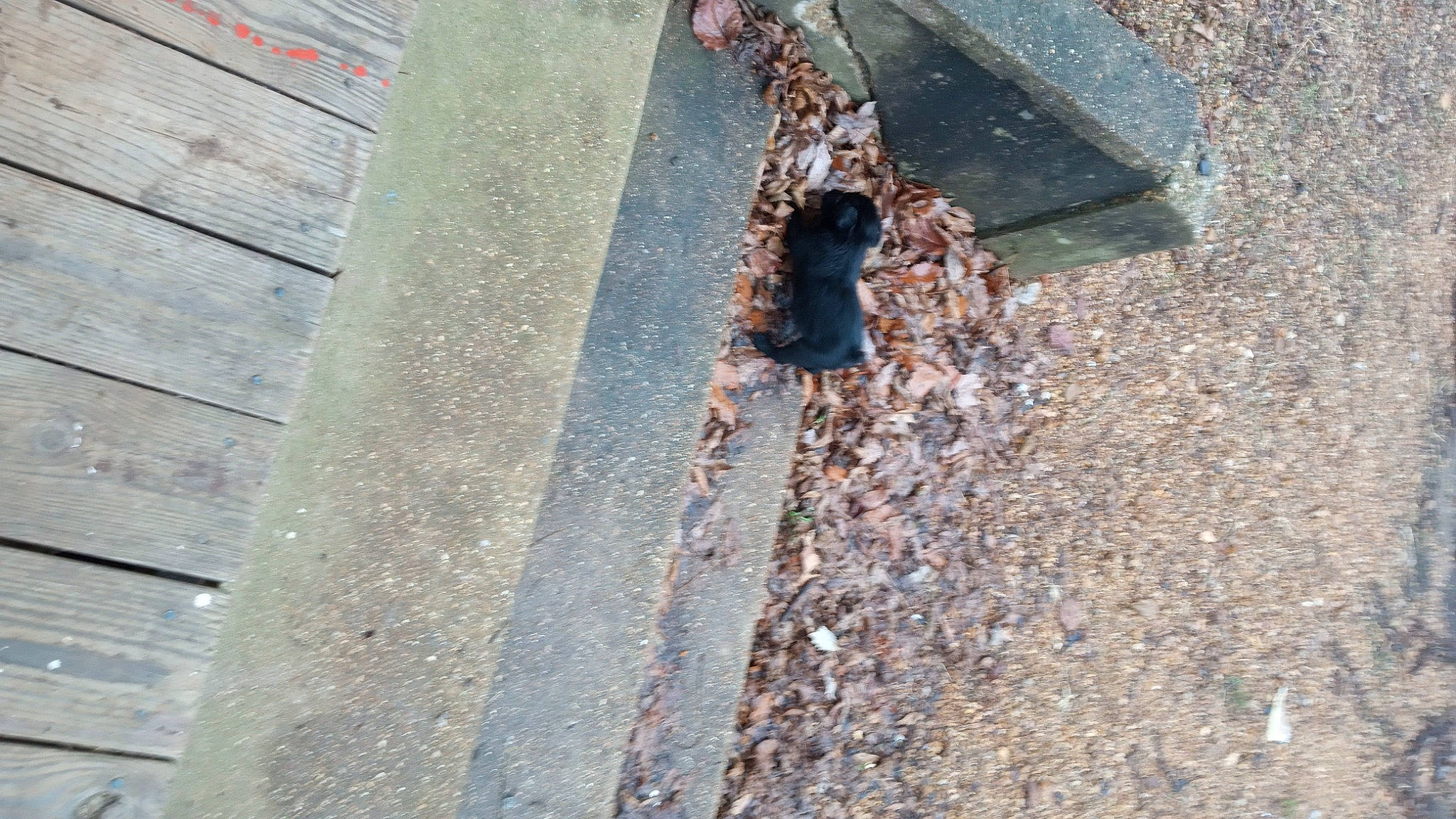 Clyde Leonard Thacker