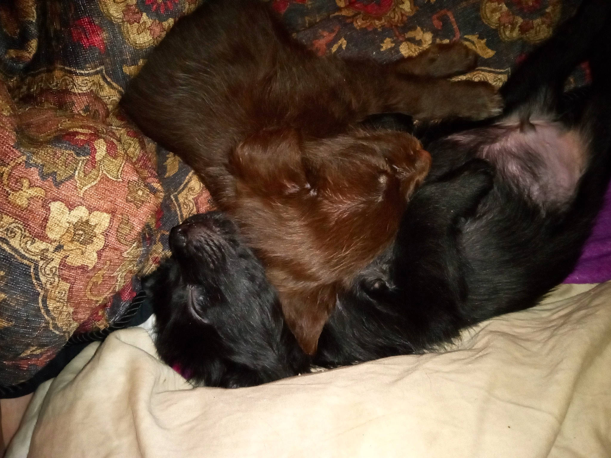 Clyde Leonard Thacker is registered to the contest to win money with this photo: brown, canidae, carnivore, comfort, companion_dog, corgi_chihuahua, dog, dog_breed, fawn, fur, gun_dog, liver, nap, non_sporting_group, sporting_group, tail, terrestrial_animal, toy_dog, working_animal